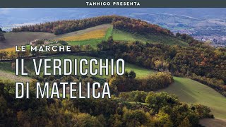 Le caratteristiche del Verdicchio di Matelica  Tannico Flying School [upl. by Enohs]