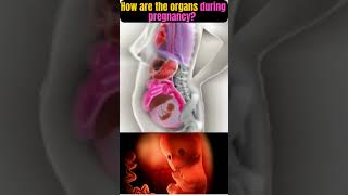 Pregnancy How Are the Organs During Pregnancy🤰 shorts pregnancy embarazo baby lullaby [upl. by Ambie]