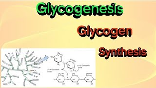 Glycogenesis glycogen synthesis biochemistry glycogen glycogenesis [upl. by Ecinereb867]