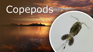 Copepods Cyclops Under a Microscope Description Habitat and Anatomy [upl. by Latihs995]