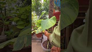 Repotting Of Monstera Aurea part1Pot and Potting Soil monsteraaurea repotting pottingsoilmix [upl. by Adamo792]