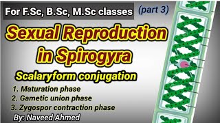 SEXUAL REPRODUCTION IN SPIROGYRA  स्पाइरोग्रा में यौन प्रजनन  SCALARIFORM CONJUGATION [upl. by Eegnat]