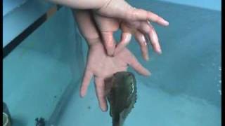 Lumpfish Trained to Get Skin Scrape [upl. by Hayidah]