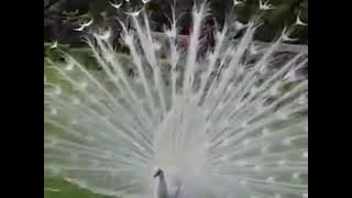 The most beautiful white peacock opening feathers [upl. by Niawd156]