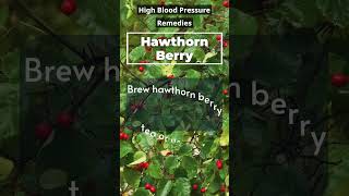 Hawthorn Berry Natures Heart Health Hero 🍒❤️ healthydiet highbloodpressure naturalremedy [upl. by Goldwin582]