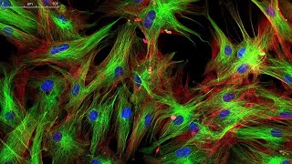 Learn About Fluorescence Microscopy  A Closer Look 4 Minutes [upl. by Marys]