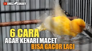 6 Langkah mengatasi KENARI MACET agar bisa bunyi gacor kembali [upl. by Hpeosj47]