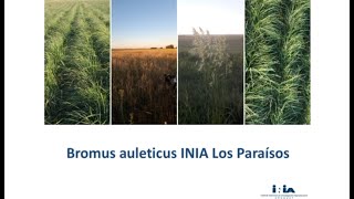 Reintroducción del Paspalum y Bromus [upl. by Sherr]