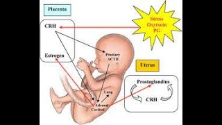 parturition physiology  parturition embryology parturition in humans [upl. by Gabel702]