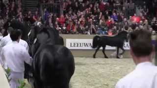 KFPS Royal Friesian Stallion Show [upl. by Laehcim]