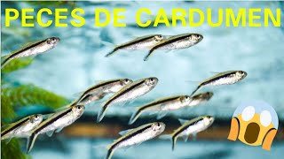 LOS 10 PECES DE CARDUMEN MAS FACIL DE MANTENER EN TU ACUARIO [upl. by Adlee]