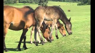 Driving safely across the New Forest National Park [upl. by Fancie]