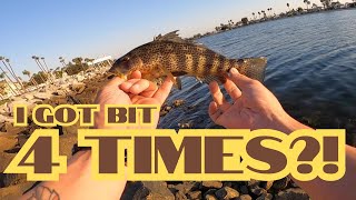 I got BIT 4 TIMES  Spotted Bay Bass  Alamitos Bay  Long Beach CA [upl. by Sulrac]