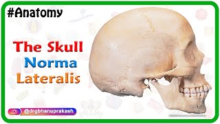 Anatomy of the Skull  Norma Lateralis [upl. by Norda977]