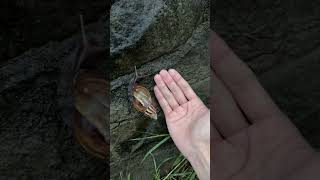 Achatina fulica아카티나 풀리카아프리카 달팽이 nature snail massive [upl. by Olin]