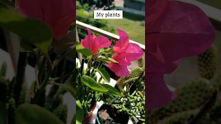 plants plantlife plantlove plandecor [upl. by Kanter]