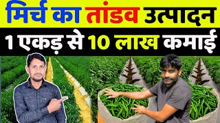 मिर्च की खेती कब और कैसे करें  mirch ki kheti me konsa khad dale  mirch ki kheti kaise kare [upl. by Calla]