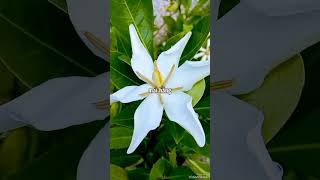 Gardenia Jasminoides [upl. by Crocker555]