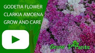 Godetia flower  grow and care Clarkia amoena [upl. by Nedyarb]