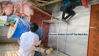 Macaws Babies Out Of The Nest Box [upl. by Tymon129]