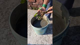 How to grow lotus tuber with full updates shorts growlotus youtubeshorts [upl. by Grosberg]