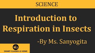 Respiration in InsectsBSc [upl. by Aeht118]