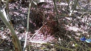 Satin Bower Bird  Nest Beginnings [upl. by Hilarius278]