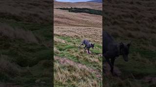 Hole hopper ferreting hunting rabbiting lurcher fieldsports rabbitexpress workingdog [upl. by Trinetta]