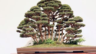 Forest Bonsai inspiration [upl. by Reffinej390]