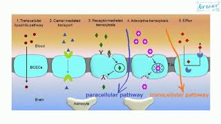 paracellular pathway [upl. by Fitts]