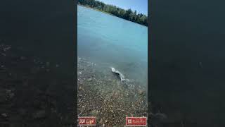 Alaska Salmon Fishing in a Glacier Fed River alaskafishing catchandrelease salmon [upl. by Llednar]