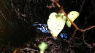 Dendrobates auratus call [upl. by Metzgar256]