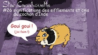 StarCacahouette 26 significations des sifflements et cris du cochon dInde [upl. by Anikal]