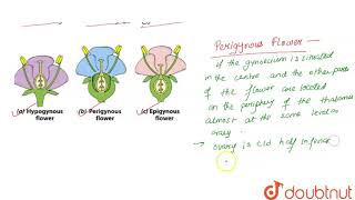 What do you mean by perigynous flower [upl. by Flanagan]