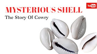 Mysterious Shells The Story Of Cowries [upl. by Nlycaj595]