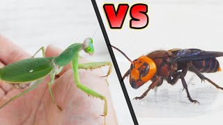 螳螂VS兇猛胡蜂，看看誰更厲害？Mantis VS Asian Giant Hornet [upl. by Hansiain]