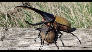 Dynastes hercules hercules [upl. by Isaac845]