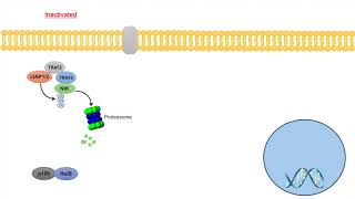 NonCanonical NFkB Signaling Pathway  Mechanism and Function [upl. by Aynosal]