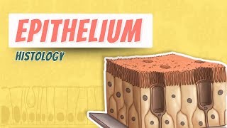 Epithelium  Histology  Block 1 Foundation [upl. by Snehpets14]