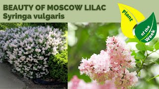 BEAUTY OF MOSCOW LILAC  Syringa vulgaris [upl. by Bohlin839]