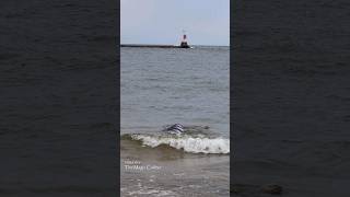 MERMAID IN THE WAVES Manistee MI [upl. by Flosser799]