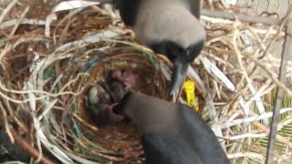 crows feeding the babies in the nest [upl. by Rimas]