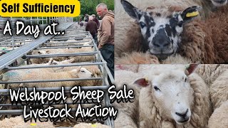 A visit to Welshpool Livestock Sales Bank Holiday sheep sale in mid Wales uk [upl. by Llerahc]