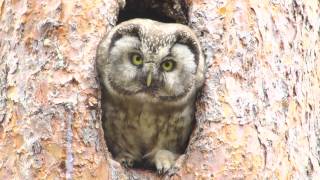 Włochatka  Aegolius funereus  Tengmalms Owl HD [upl. by Ludovika718]