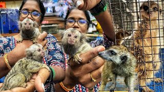 தெறிக்க விடும் Pocket Monkey மற்றும் Meerkat  Karnataka Aquarium Bengaluru  Part1 [upl. by Nnylatsyrc]