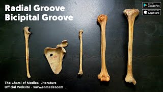 Radial Groove vs Bicipital Groove  The Charsi of Medical Literature [upl. by Zeena]