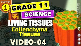 Grade 11 Science English  Ch 14  Collenchyma Tissues [upl. by Aivyls513]