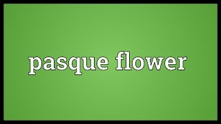 Pasque flower Meaning [upl. by Tormoria]