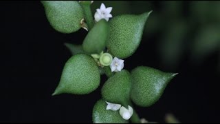 Dischidia ruscifolia  Urnenpflanze Million Hearts [upl. by Atniuq]