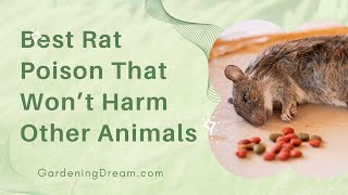 Best Rat Poison That Won’t Harm Other Animals [upl. by Oretos883]